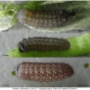 tom callimachus larva3 volg